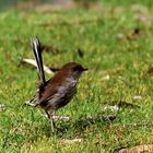 Blue Wren (w.)