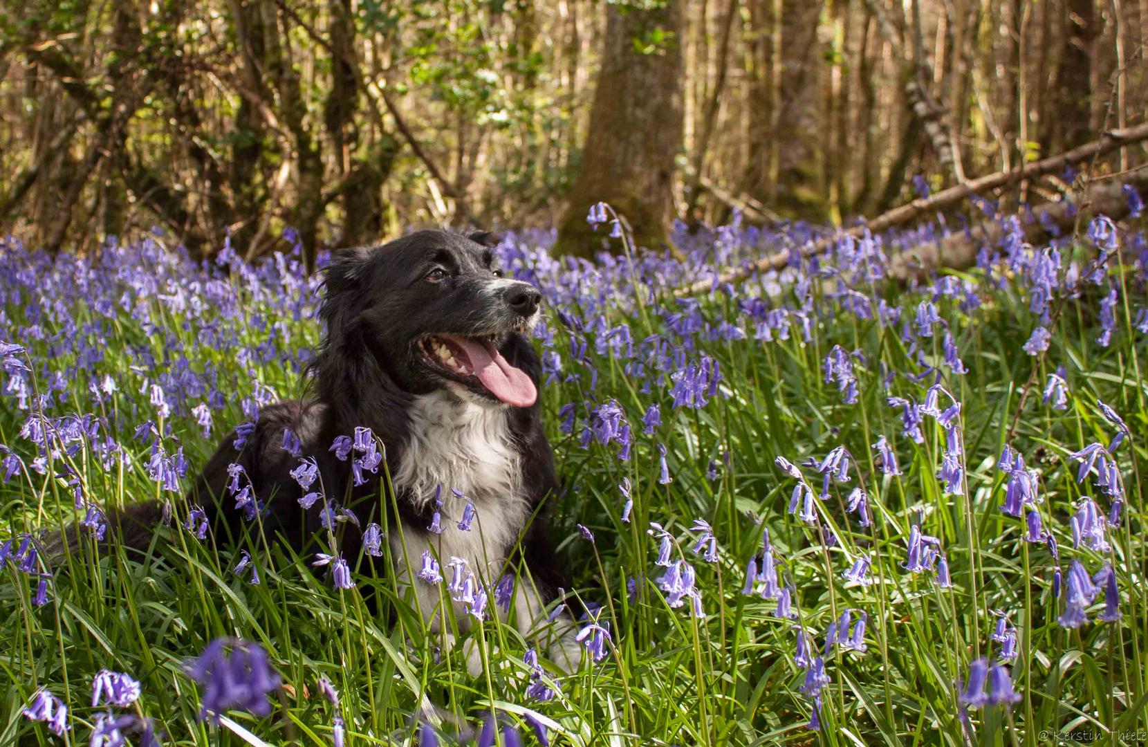 Bluebell-Carpet