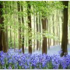 Bluebell Carpet