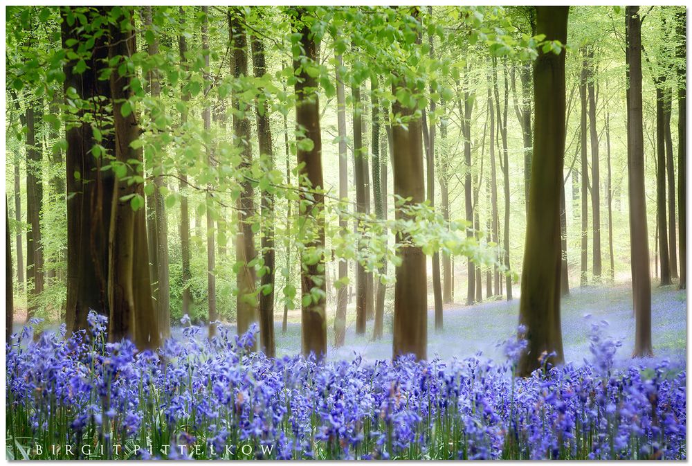 Bluebell Carpet