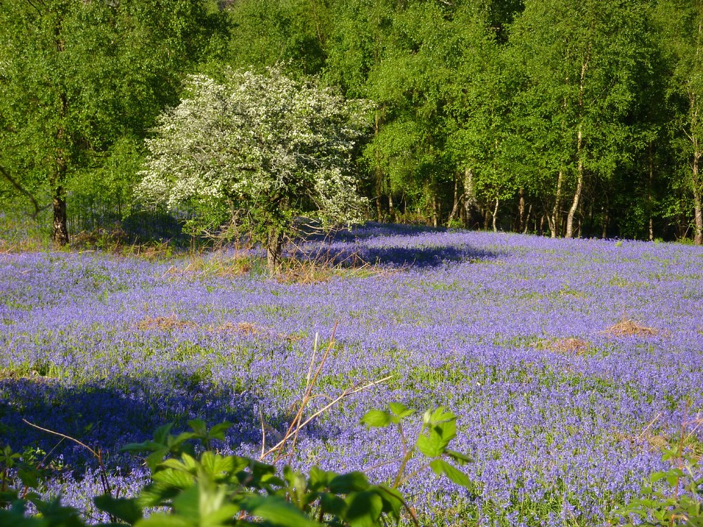 Bluebell field