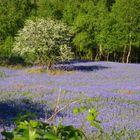 Bluebell field