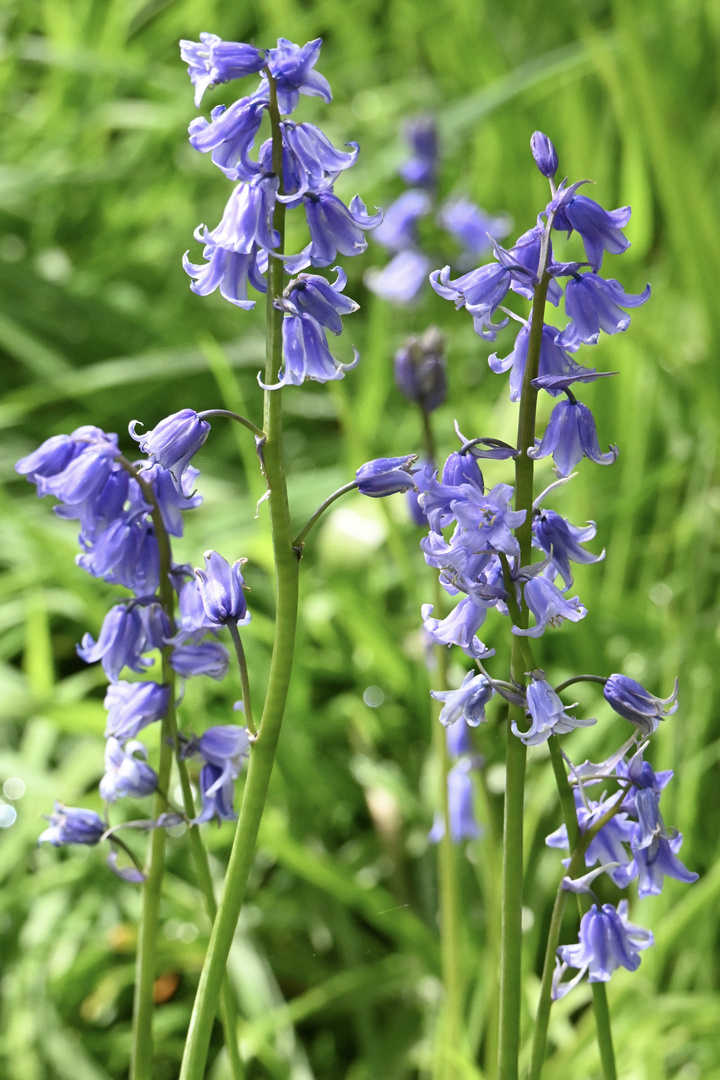 Bluebell flowers in Norfolk