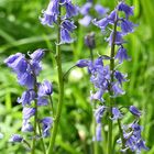 Bluebell flowers in Norfolk