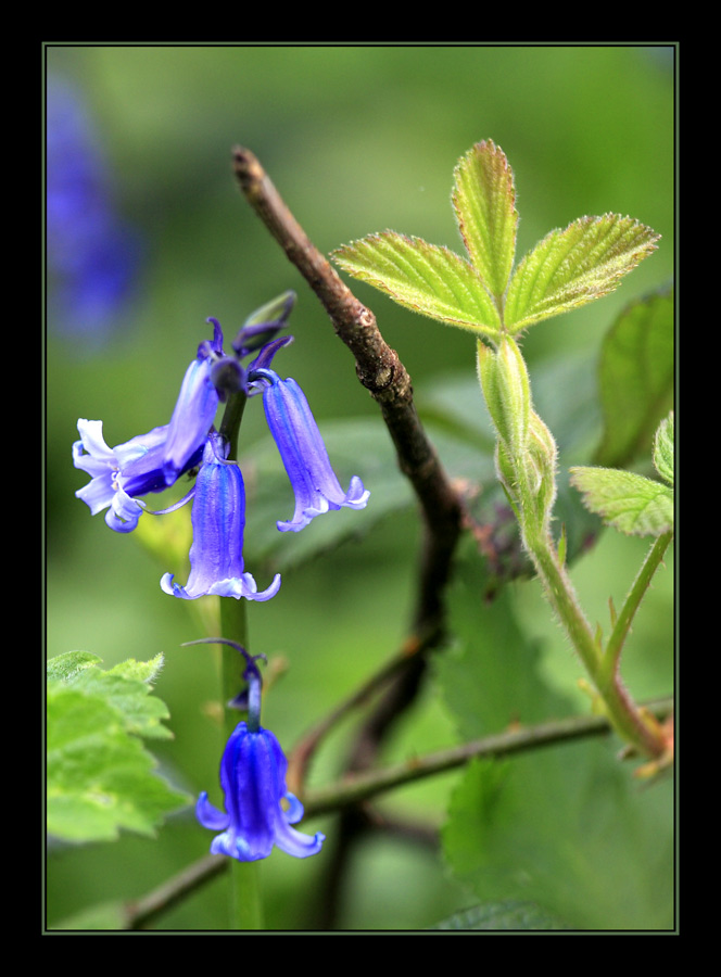 Bluebell for Mr H