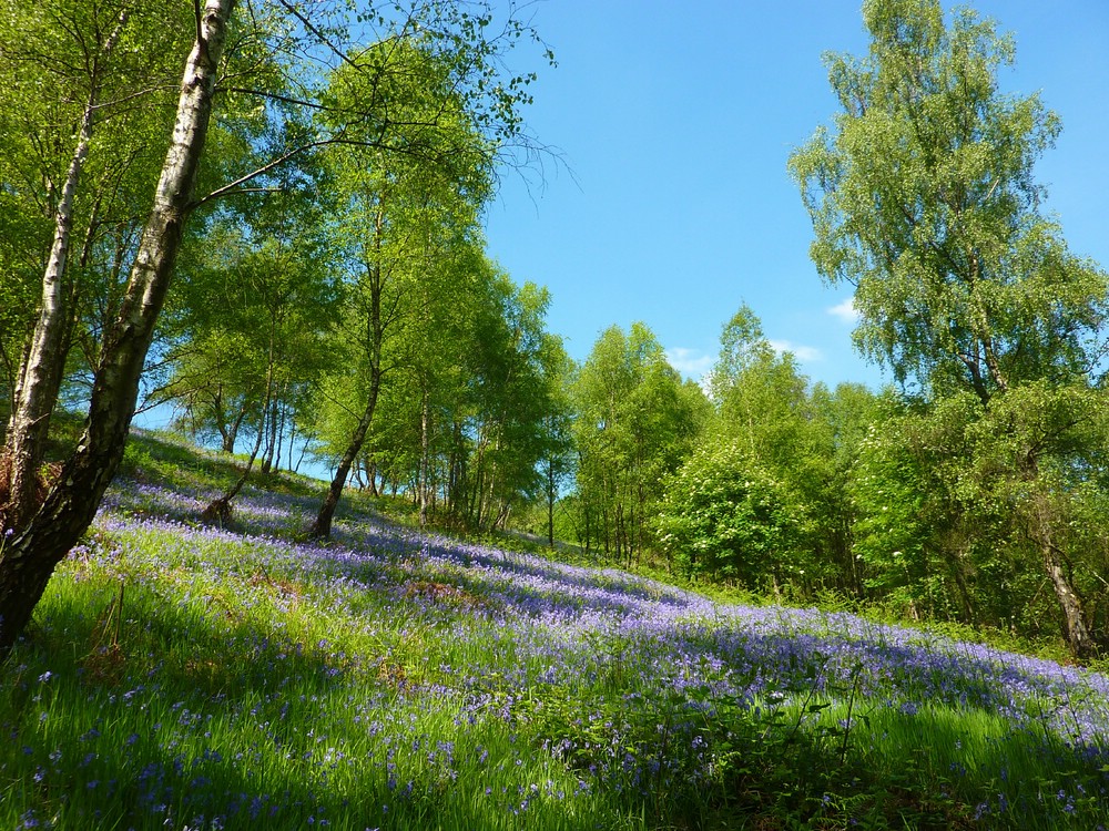 Bluebell forest