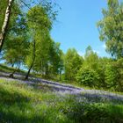 Bluebell forest