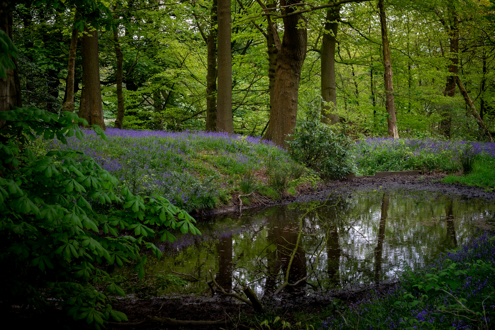 Bluebell Forest