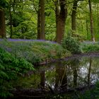 Bluebell Forest