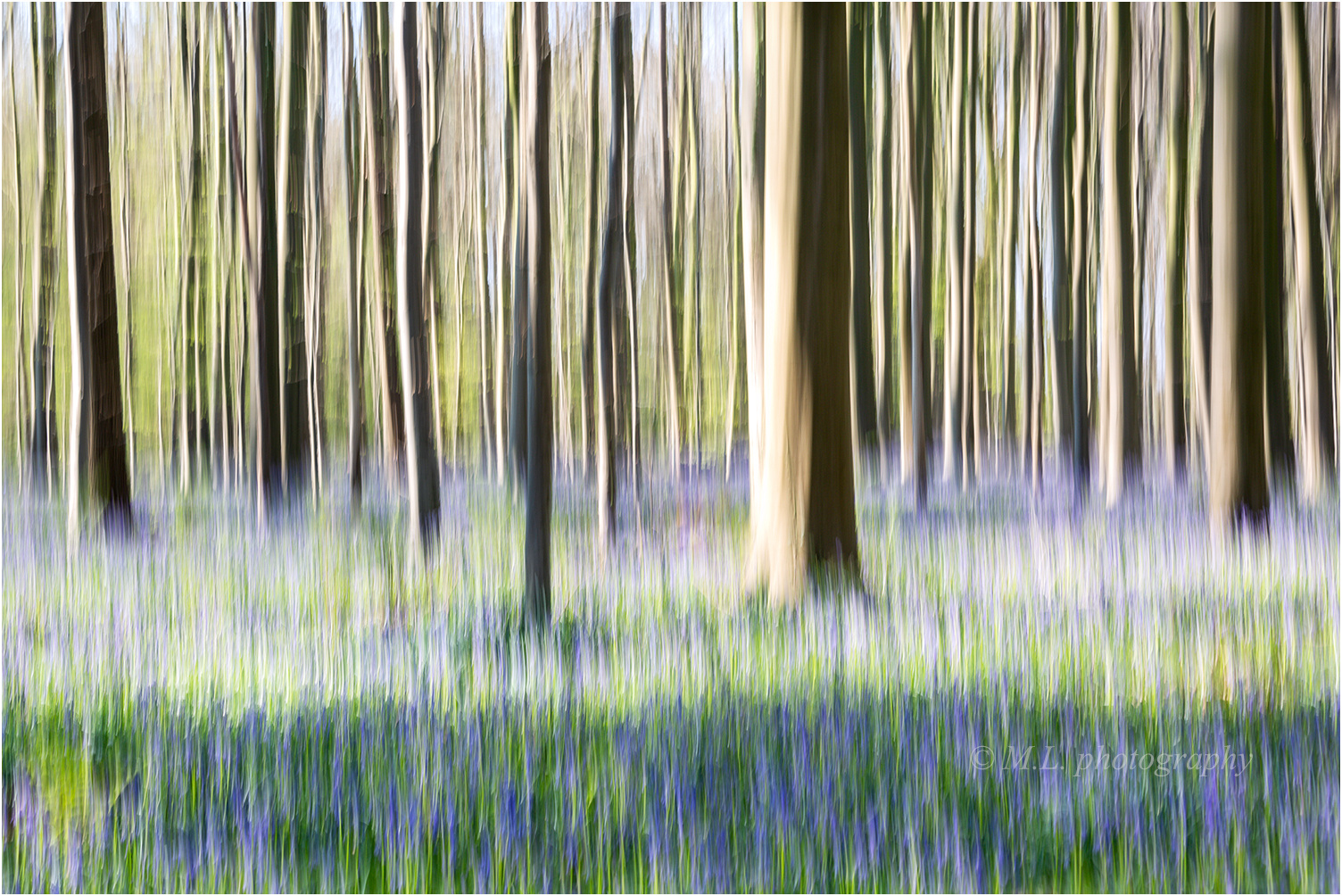  Bluebell Forest Dream