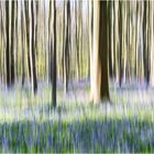  Bluebell Forest Dream