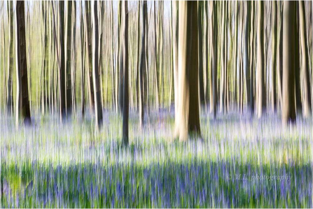  Bluebell Forest Dream