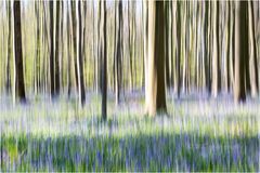  Bluebell Forest Dream