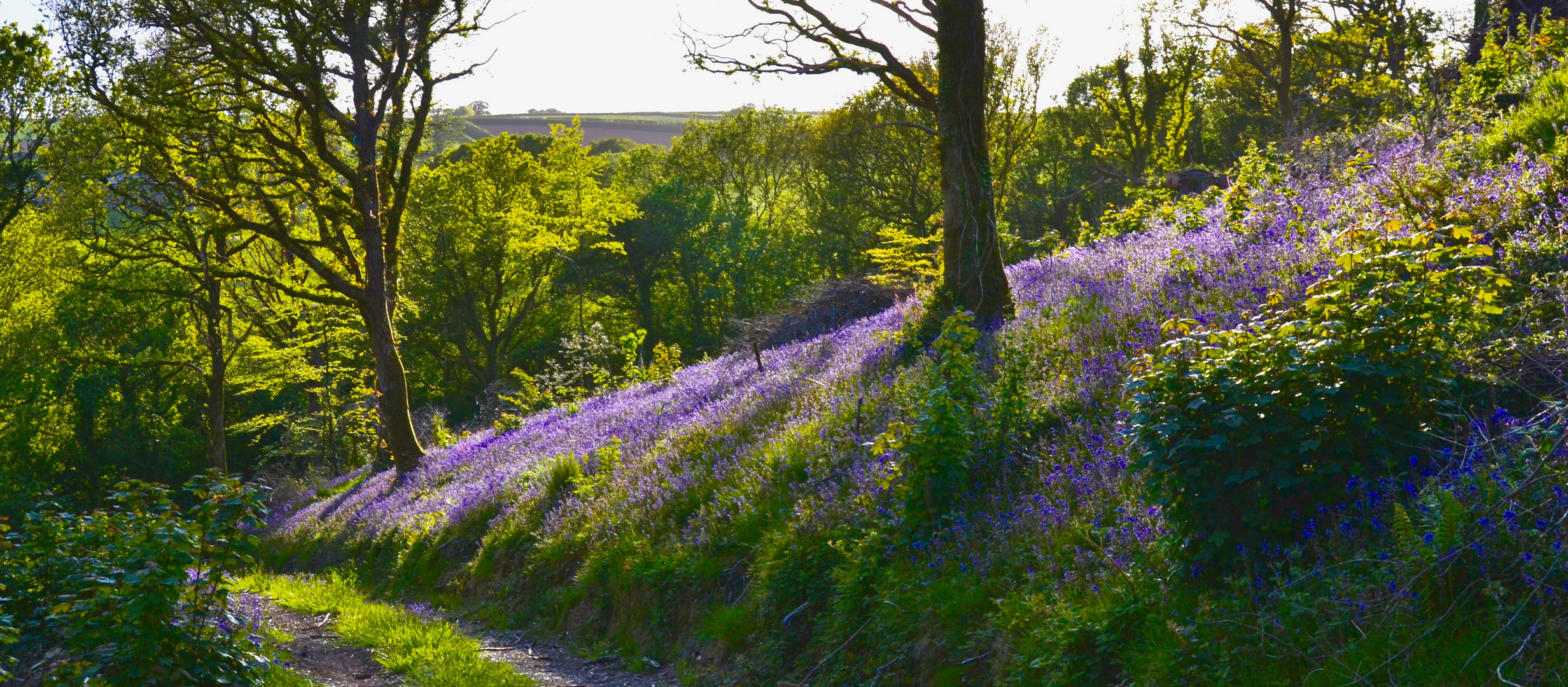 Bluebell forest in Cornwall