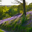 Bluebell forest in Cornwall