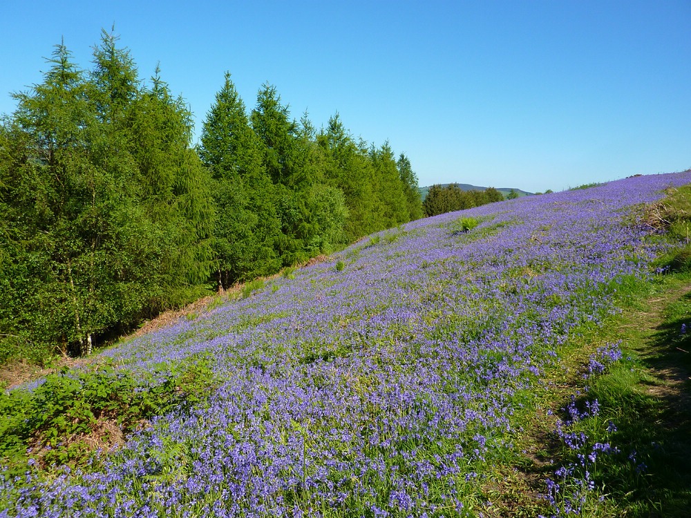 Bluebell hill