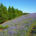 Bluebell hill