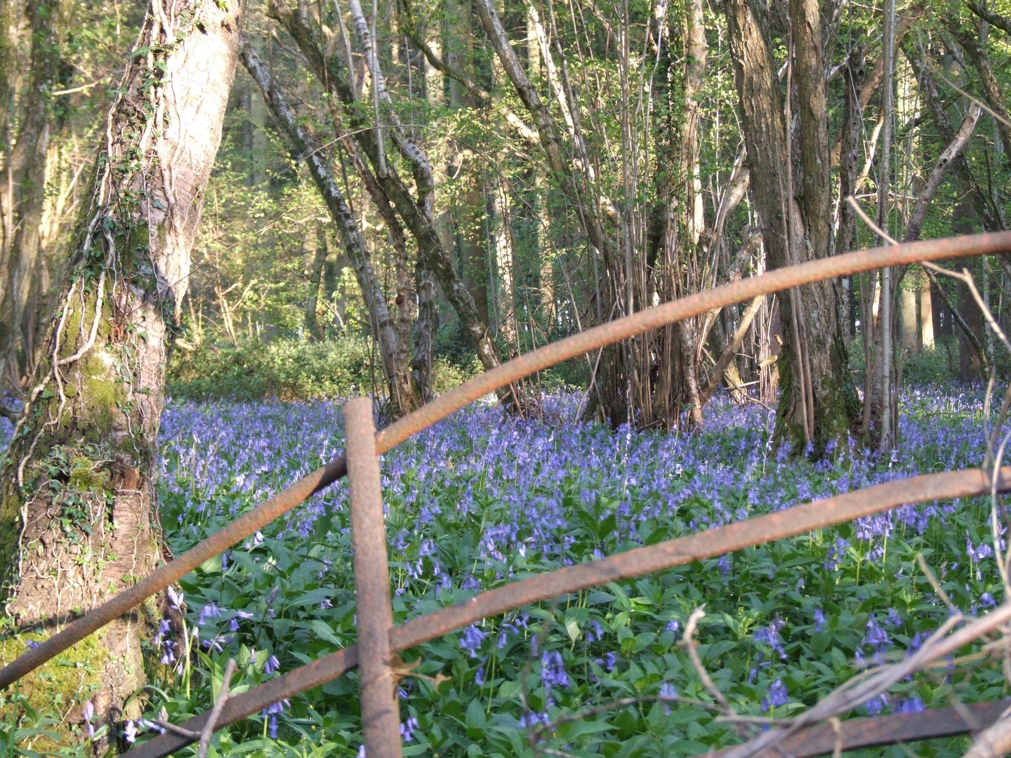 Bluebell Wood