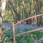 Bluebell Wood