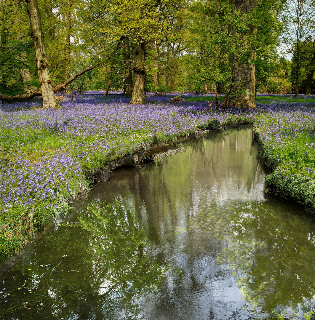 Bluebell wood