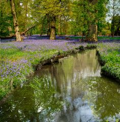 Bluebell wood