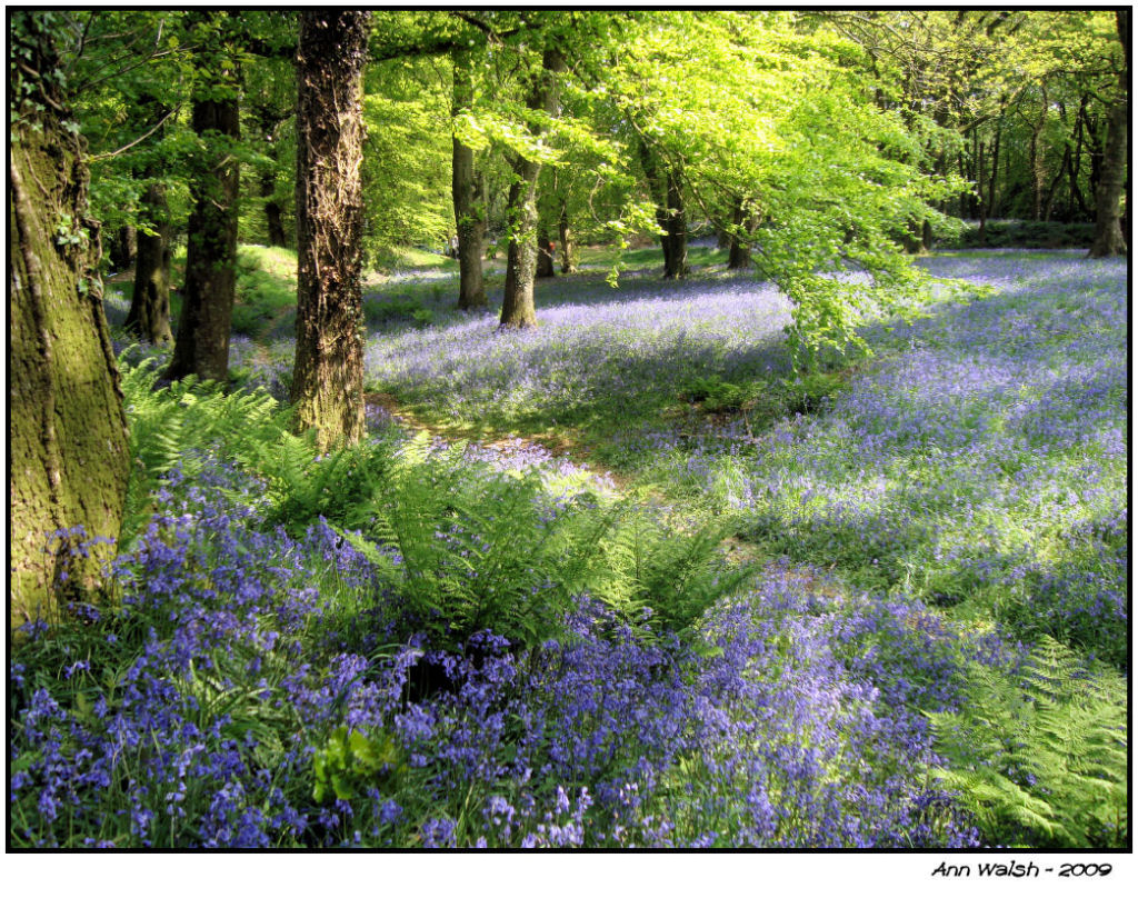 Bluebell Wood by Ann Walsh