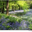 Bluebell Wood by Ann Walsh