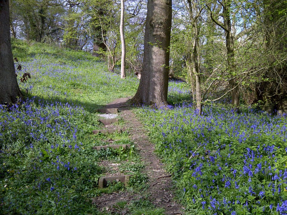 Bluebell Wood