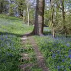 Bluebell Wood