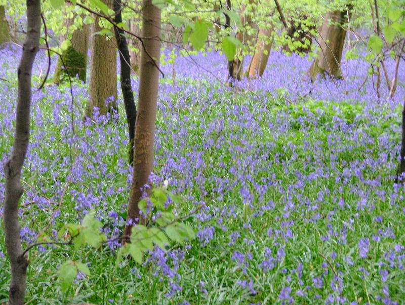 Bluebell Wood