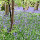 Bluebell Wood