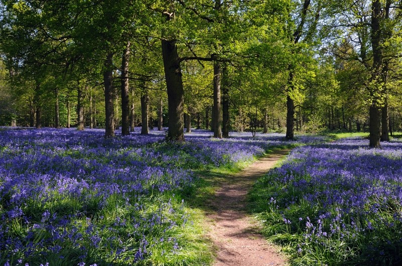 bluebell wood