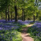 bluebell wood