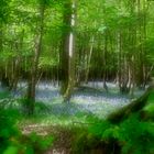 bluebell wood