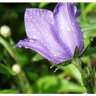 Bluebells