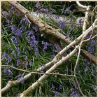 bluebells 14