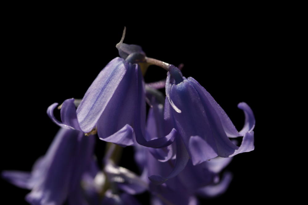 Bluebells