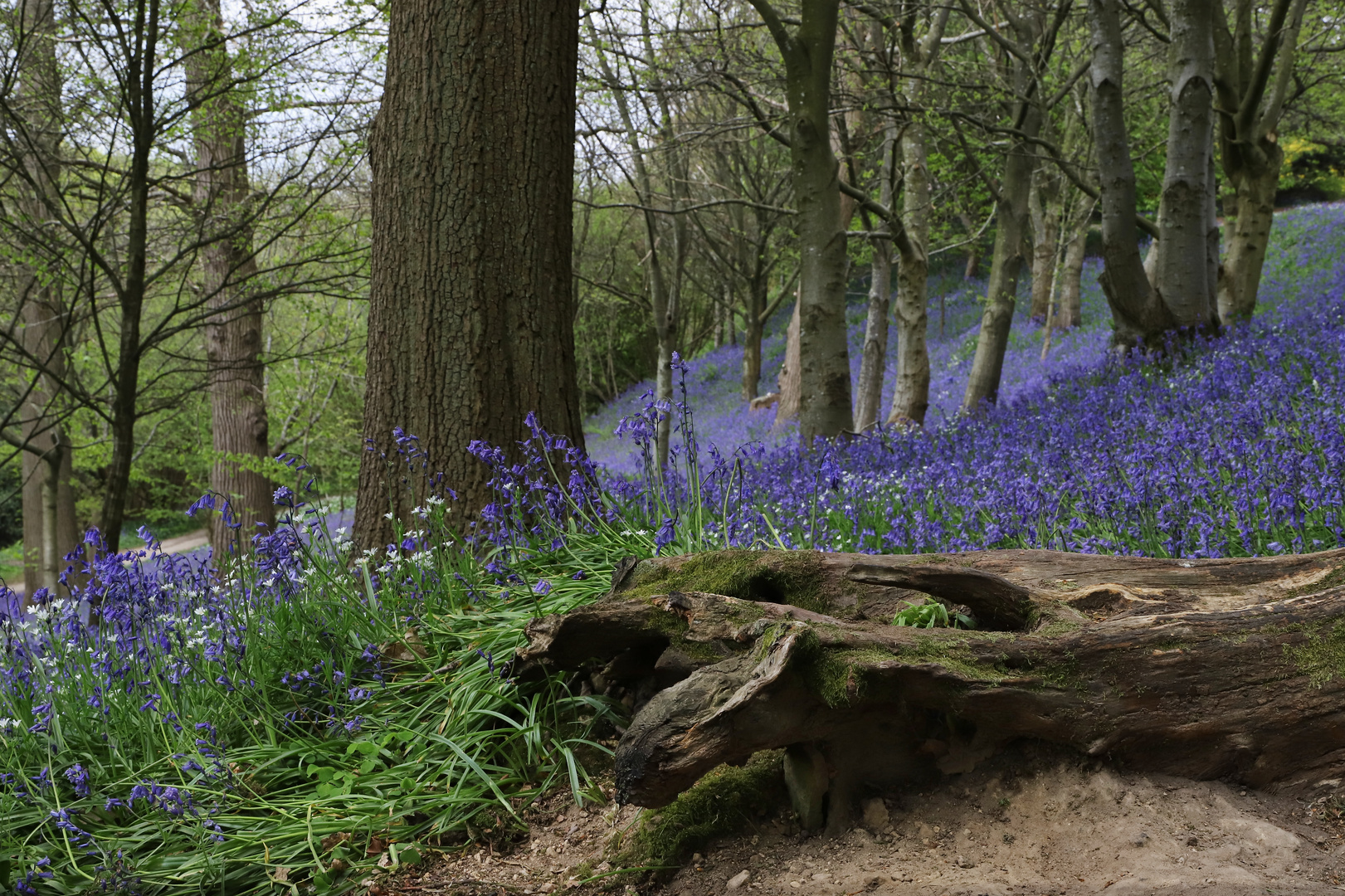 Bluebells (2019_04_30_EOS 6D Mark II_1570_ji)