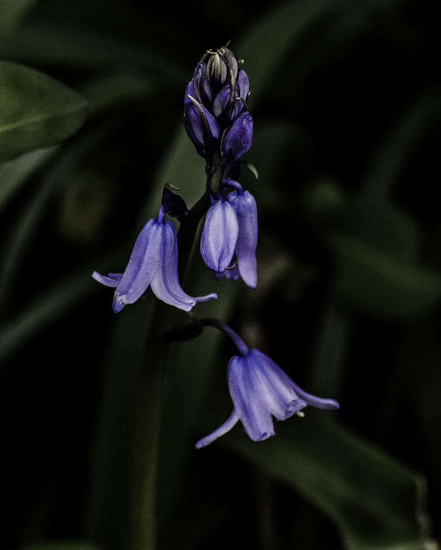 Bluebells 2024