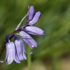 Bluebells