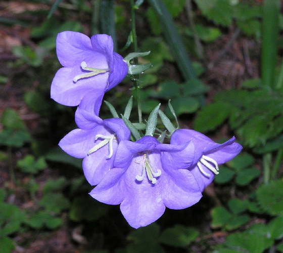 Bluebells