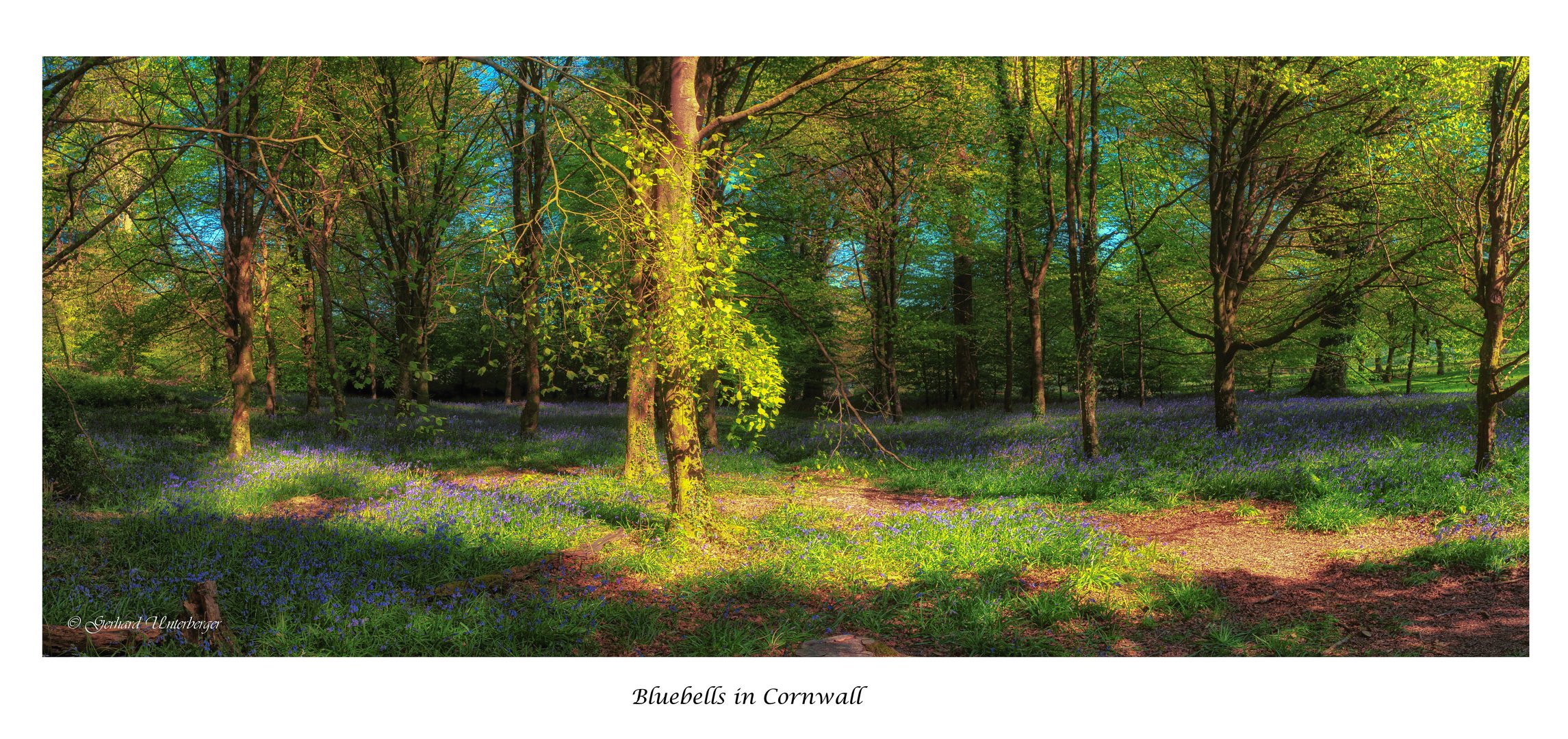 Bluebells