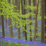 Bluebells