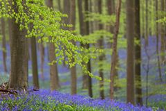 Bluebells