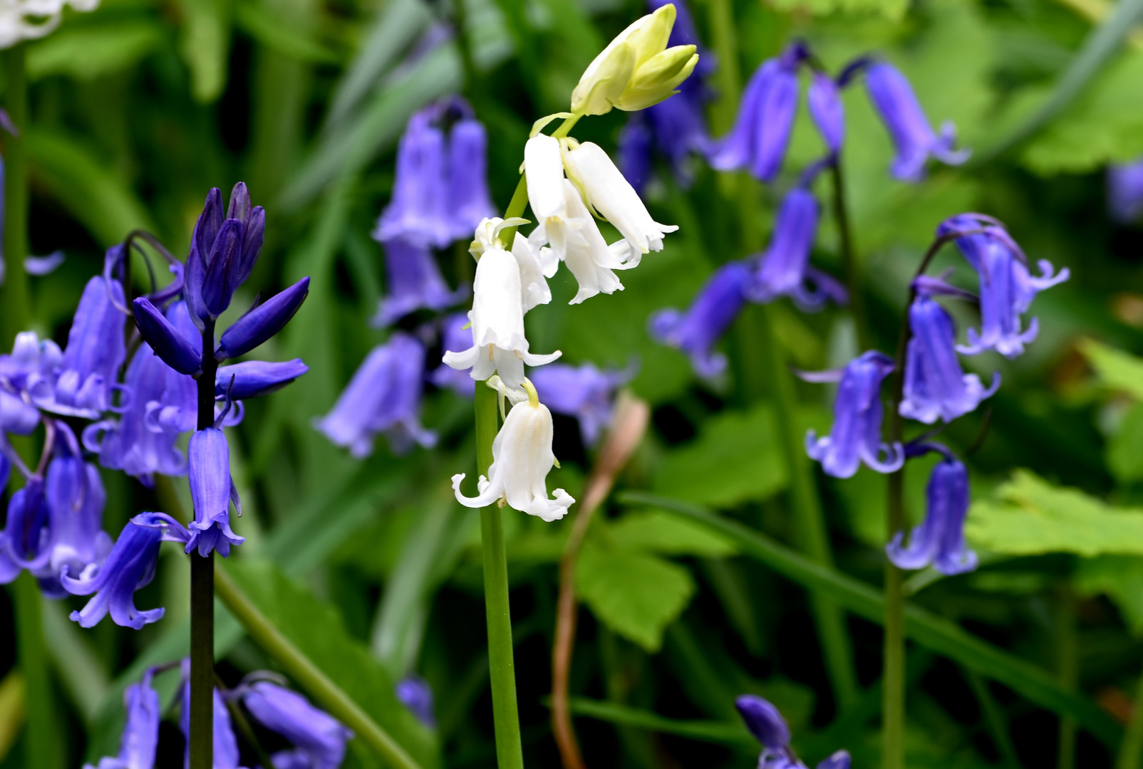 Bluebells