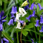 Bluebells