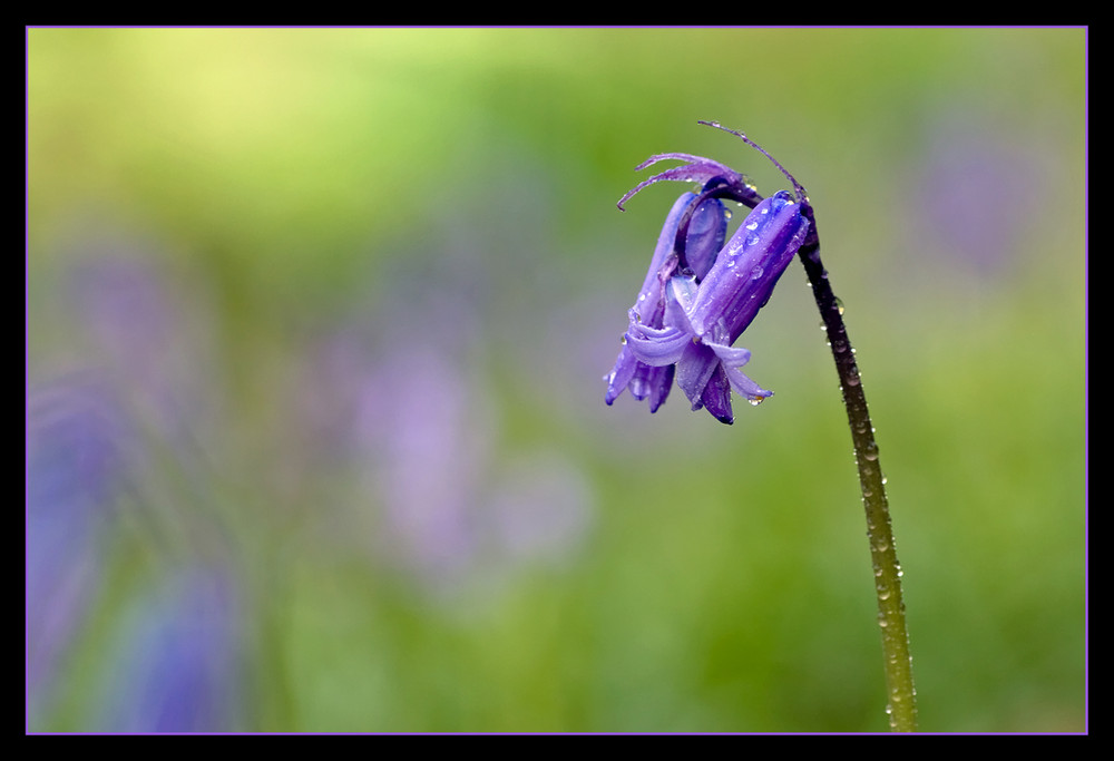 Bluebells