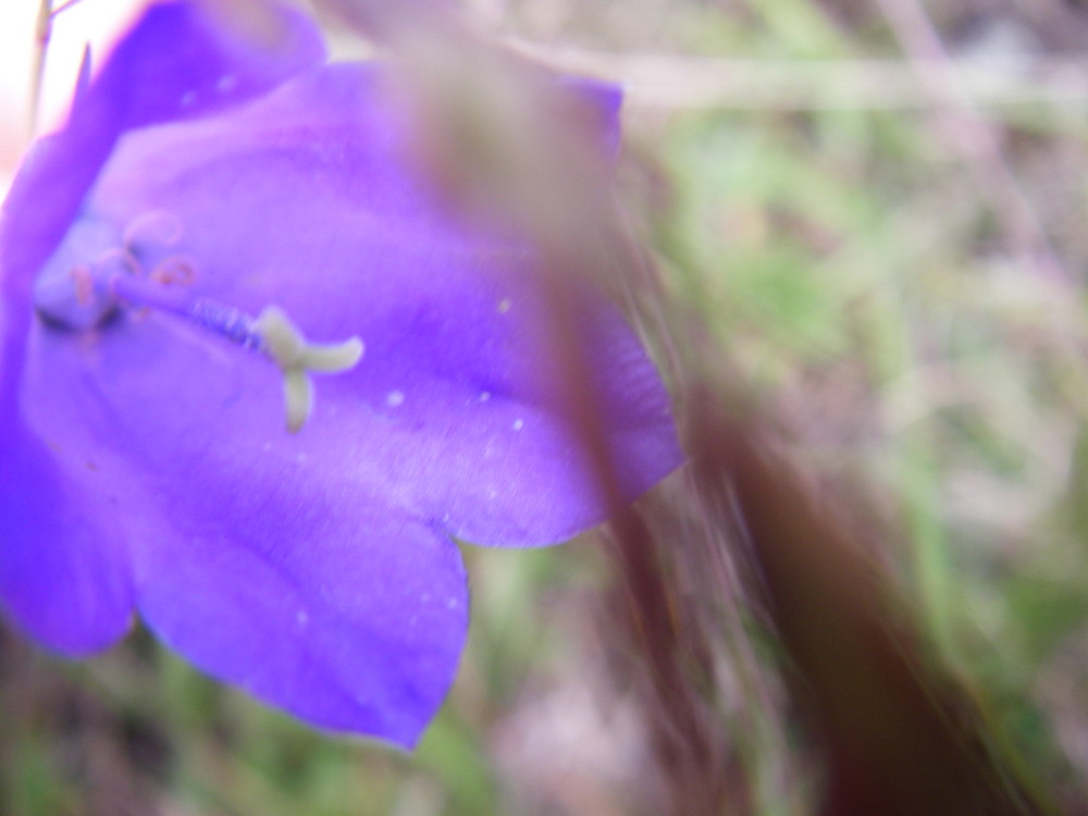 bluebells