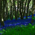 Bluebells