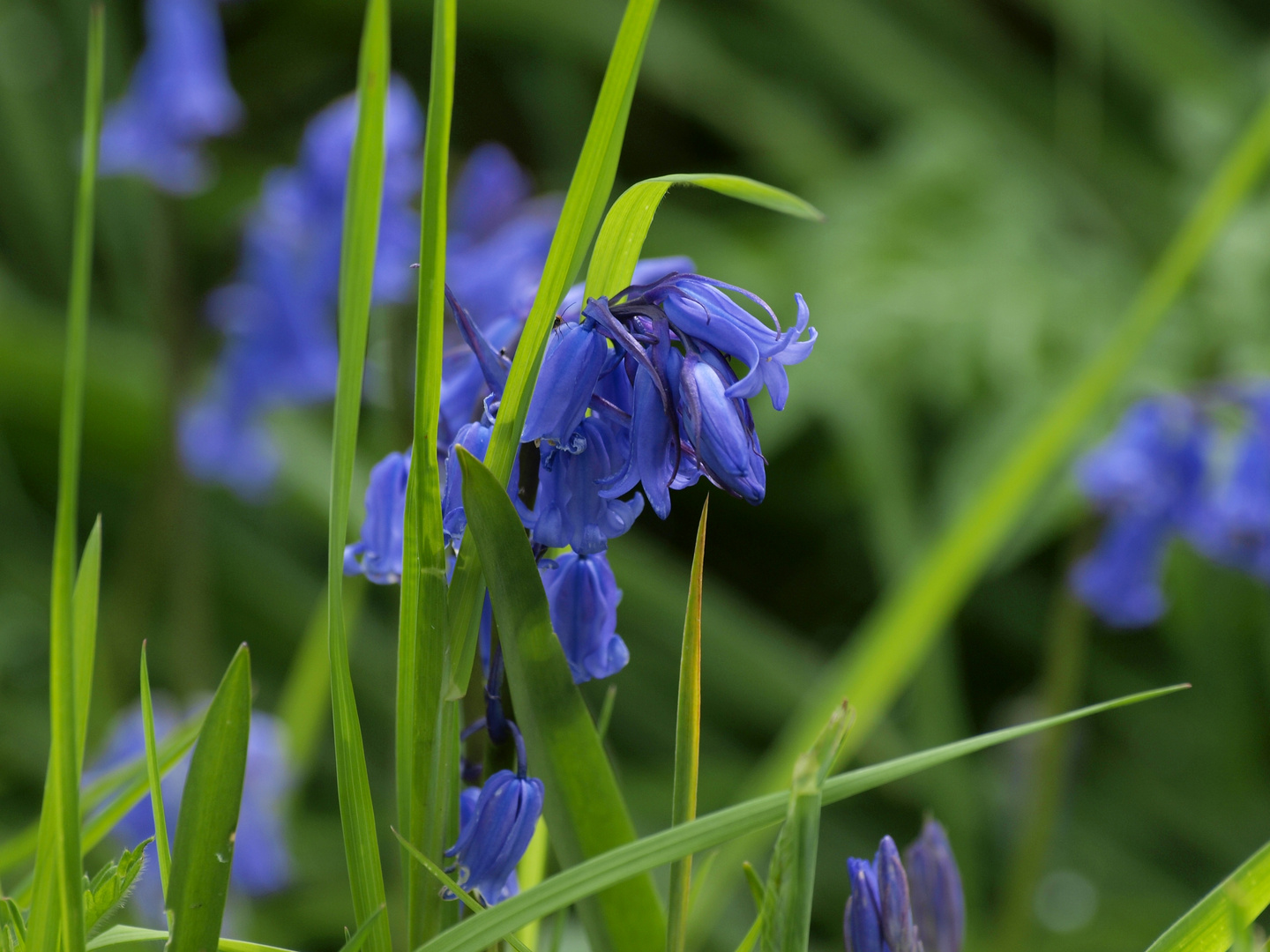 Bluebells